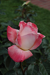 Gemini Rose (Rosa 'Gemini') at Stonegate Gardens