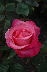 Marijke Koopman Rose (Rosa 'Marijke Koopman') at Stonegate Gardens