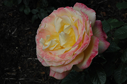 Antique Caramel Rose (Rosa 'KORtiglo') at Stonegate Gardens