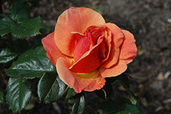 Anna's Promise Rose (Rosa 'WEKdoofat') at Lakeshore Garden Centres