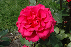 Fame! Rose (Rosa 'Fame!') at Stonegate Gardens