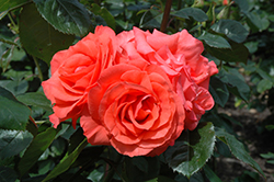 Marmalade Skies Rose (Rosa 'Marmalade Skies') at Stonegate Gardens