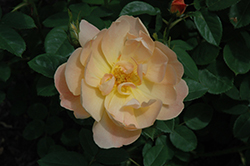 The Lark Ascending Rose (Rosa 'Ausursula') at Stonegate Gardens