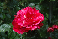 Shadow Dancer Rose (Rosa 'MORstrort') at Stonegate Gardens