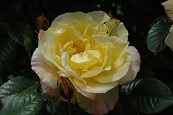 Moonlight Rose (Rosa 'KORklemol') at Stonegate Gardens