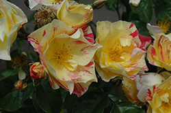 Citrus Burst Rose (Rosa 'Radfifth') at Stonegate Gardens