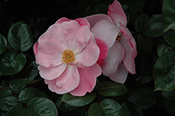 Perfume Passion Rose (Rosa 'KORpauvio') at Stonegate Gardens