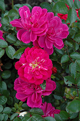 Purple Rain Vigorosa Rose (Rosa 'KORpurlig') at Stonegate Gardens