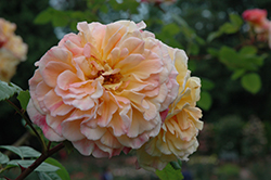Aloha Hawaii Rose (Rosa 'KORwesrug') at Stonegate Gardens