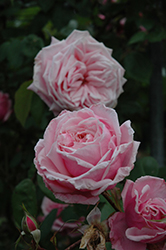 Blossomtime Rose (Rosa 'Blossomtime') at Stonegate Gardens