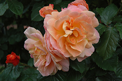 Westerland Rose (Rosa 'Westerland') at Stonegate Gardens