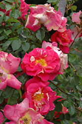 Bajazzo Arborose Rose (Rosa 'KORteheba') at Stonegate Gardens