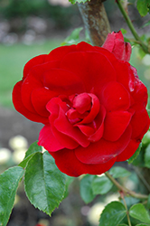 Amadeus Rose (Rosa 'KORlabriax') at Stonegate Gardens