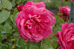 Laguna Rose (Rosa 'KORadigel') at A Very Successful Garden Center