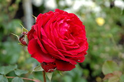All Ablaze Rose (Rosa 'WEKsamsou') at Stonegate Gardens