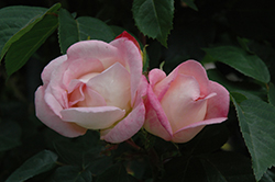 Brite Eyes Rose (Rosa 'Brite Eyes') at A Very Successful Garden Center