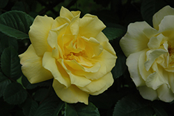 Golden Gate Rose (Rosa 'KORgolgat') at Stonegate Gardens