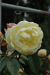 Lunar Mist Rose (Rosa 'Meijacolet') at Stonegate Gardens