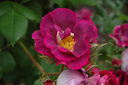 Stormy Weather Rose (Rosa 'ORAfantanov') at Stonegate Gardens