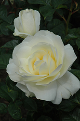 Moondance Rose (Rosa 'Moondance') at Stonegate Gardens