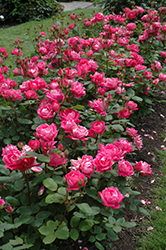 Double Knock Out Rose (Rosa 'Radtko') at Lakeshore Garden Centres