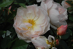 The Shepherdess Rose (Rosa 'Austwist') at Stonegate Gardens