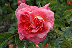 Summer Sun Rose (Rosa 'KORfocgri') at Stonegate Gardens