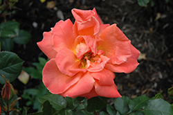Spanish Sunset Rose (Rosa 'FRAsunpatch') at Stonegate Gardens