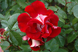 Topsy Turvy Rose (Rosa 'Topsy Turvy') at Stonegate Gardens