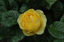 Walking On Sunshine Rose (Rosa 'Jacmcady') at Lakeshore Garden Centres