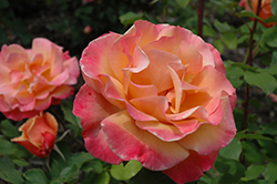 Tuscan Sun Rose (Rosa 'Tuscan Sun') at Stonegate Gardens