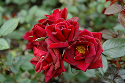 Black Jack Rose (Rosa 'Black Jack') at Stonegate Gardens