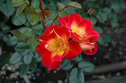 Debut Sunblaze Rose (Rosa 'MEIbarke') at Stonegate Gardens