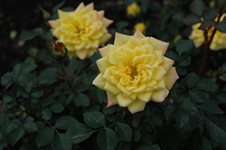 Little Meghan Rose (Rosa 'SPOmeg') at Stonegate Gardens
