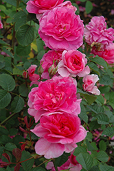 England's Rose (Rosa 'Ausrace') at Stonegate Gardens