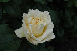 La Perla Eleganza Rose (Rosa 'KORpenparo') at Stonegate Gardens