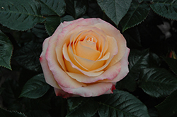 Day Breaker Rose (Rosa 'Day Breaker') at Lakeshore Garden Centres