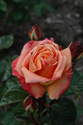 Arizona Rose (Rosa 'Arizona') at Stonegate Gardens