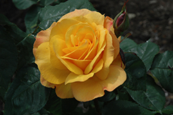 Good As Gold Rose (Rosa 'WEKgobafa') at Stonegate Gardens