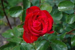 Heart Song Eleganza Rose (Rosa 'KORtrinka') at Stonegate Gardens