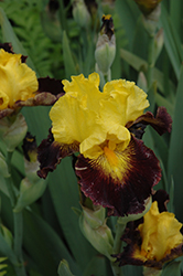 Explicit Iris (Iris 'Explicit') at A Very Successful Garden Center