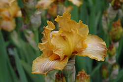 Butterscotch Blush Iris (Iris 'Butterscotch Blush') at Stonegate Gardens