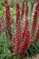 Red Feathers (Echium amoenum) at The Mustard Seed