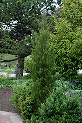 Spearmint Juniper (Juniperus chinensis 'Spearmint') at Stonegate Gardens