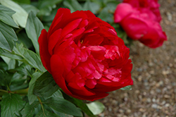 Heritage Peony (Paeonia 'Heritage') at A Very Successful Garden Center