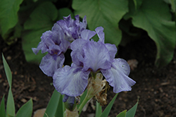 Az Ap Iris (Iris 'Az Ap') at Stonegate Gardens
