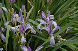 Chinese Iris (Iris lactea) at Stonegate Gardens