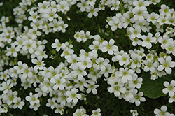White Pixie Saxifrage (Saxifraga 'White Pixie') at Stonegate Gardens