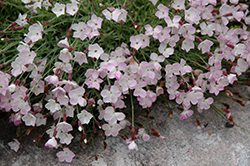 Nyewoods Cream Pinks (Dianthus 'Nyewoods Cream') at Stonegate Gardens