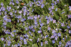 Blue Woolly Speedwell (Veronica pectinata) at Stonegate Gardens
